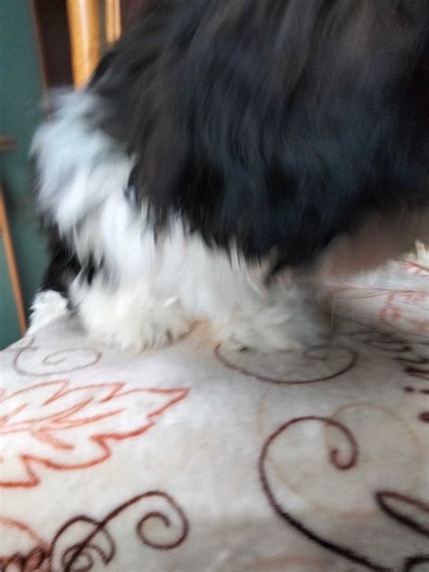 Śliczny piesek rasy Shih Tzu Sępólno Krajeńskie OLX pl