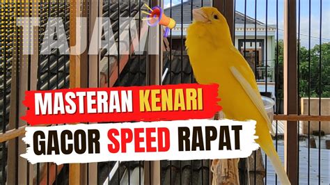 Kenari Gacor Durasi Panjang Suara Burung Kenari Pancingan Masteran