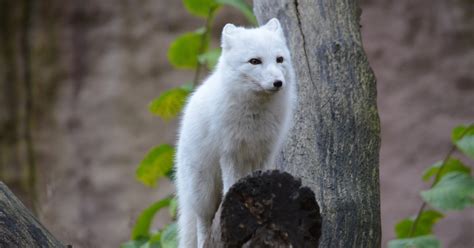 Arctic fox - Skansen