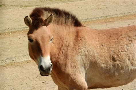 30 Facts About The Mongolian Horse (a.k.a Przewalski's Horse or Takhi)