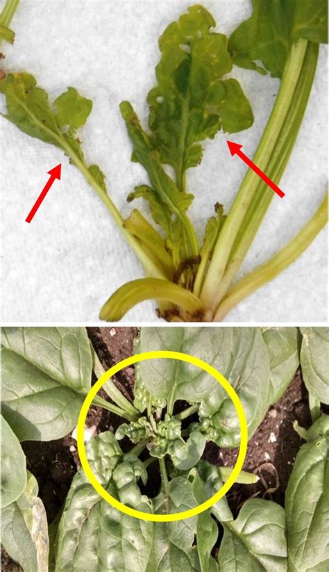 Spinach Crown Mites In Spinach University Of Maryland Extension