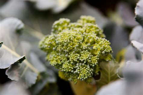 Mastering The Art Of Growing Broccoli A Comprehensive Guide