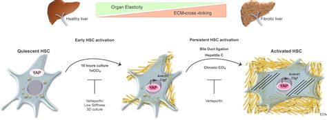 The Hippo Pathway Effector Yap Controls Mouse Hepatic Stellate Cell