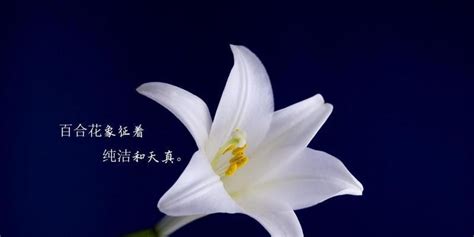 百合花的象征意义及其文化传承百合花的美丽与纯洁 花植网