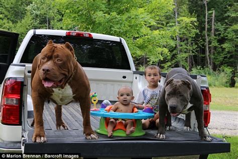 Children of the world's largest pitbull are now training to become fearsome guard dogs | Daily ...