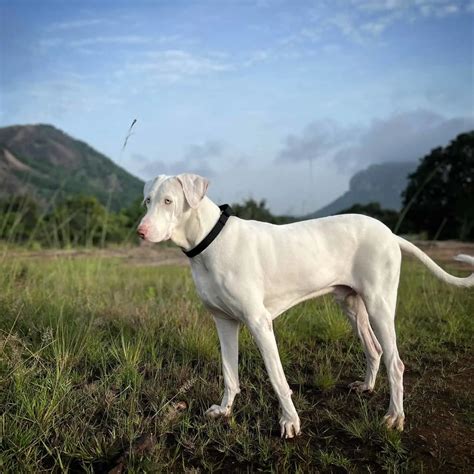 rajapalayam dogs     dogs