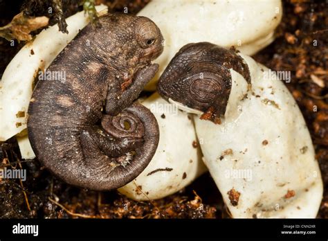 Panther Chameleon (Furcifer pardalis) babies, hatching from eggs ...