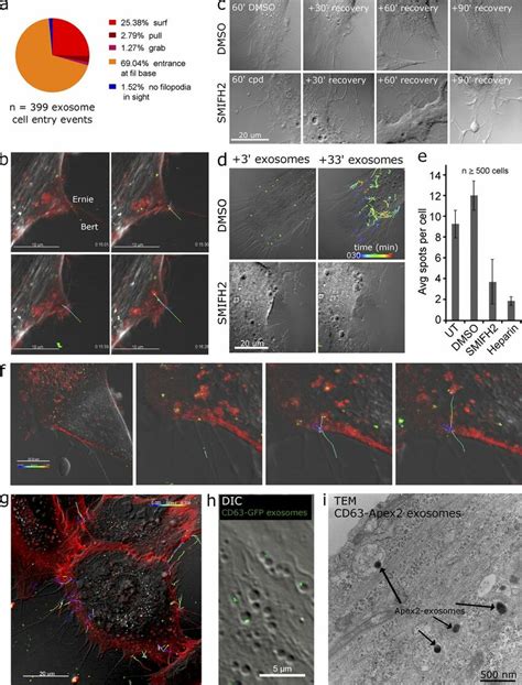 Exosomes Are Taken Up At The Filopodia Base And Shuttle With Endosomes