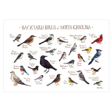 Amazon Backyard Birds Of North Carolina Field Guide Art Print