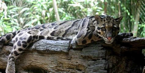 tripura diaries stroll   clouded leopard national park tripxl