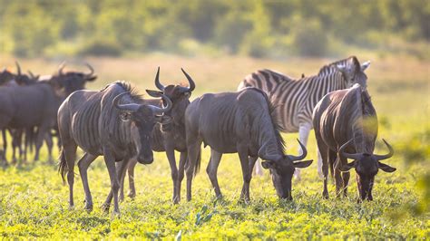 9 Days Migration Safari Juge Adventures