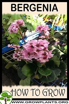 Bergenia Growing Information