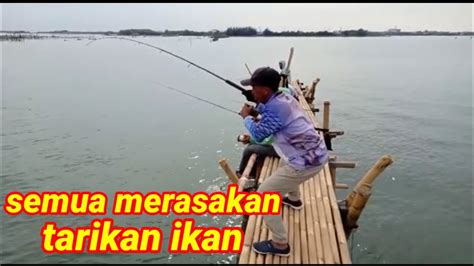 MANCING MANIA Berburu Ikan Barramundi Di Rumpon Mangkang Irigasi