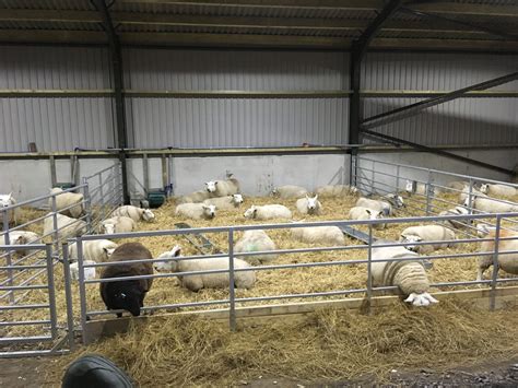 New Build Sheep Shed The Farming Forum