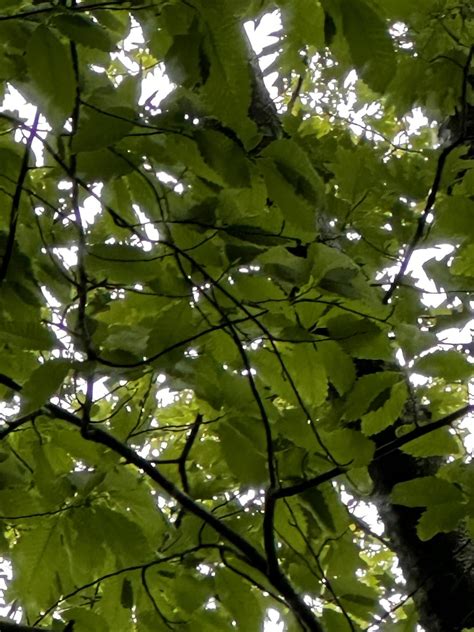 Getting ready to see my first flowers. : r/americanchestnut