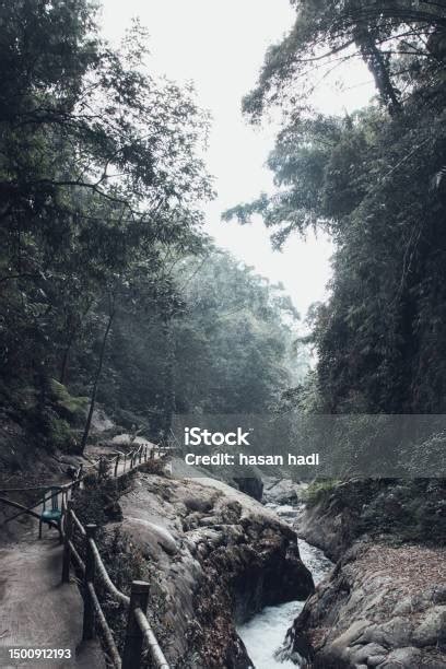 Pemandangan Hutan Tropis Dan Sungai Di Lingkungan Foto Stok - Unduh ...