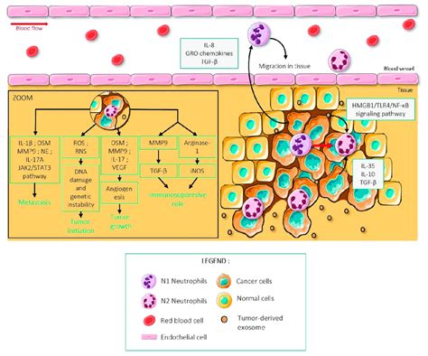 Summary Of The Role Of N Neutrophils During Tumor Development Tumor