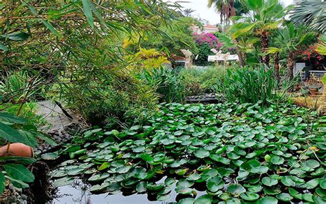 Jardines Nicos Flora De Las Islas Canarias Jardines Nicos De