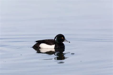 Tufted Duck Aythya Fuligula Nadando En El Rin Alsacia Este De Francia