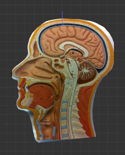 LAB 8 B Human Sagittal Head Model Flashcards Quizlet