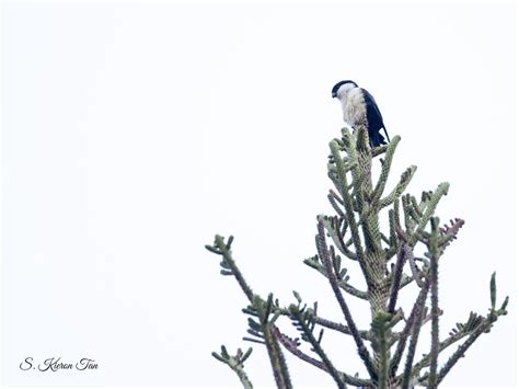 Philippine Falconet Microhierax Erythrogenys Kieron Tan Flickr