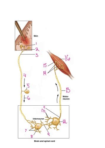 axon diagram Flashcards | Quizlet