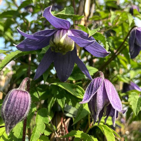 Clematis Alpina