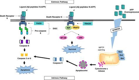 The Extrinsic And Intrinsic Apoptotic Pathways Initiated By Amyloid