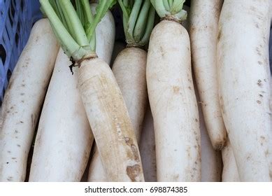 Chinese Radish Oriental Radish Daikon Raphanus Stock Photo 201828490