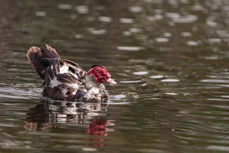 Domestic Muscovy Duck Stock Photos Royalty Free Domestic Muscovy Duck