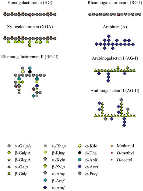 Schematic Representation Of The Structural Domains Of Pectin