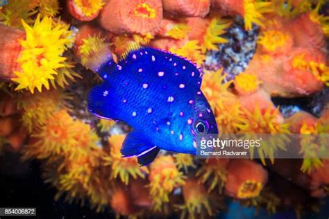 1,062 Yellowtail Damselfish Stock Photos, High-Res Pictures, and Images ...