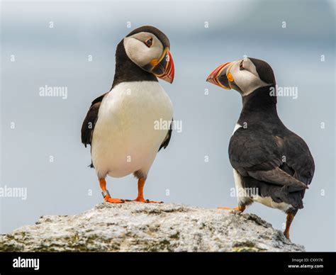 Lunga scotland hi-res stock photography and images - Alamy