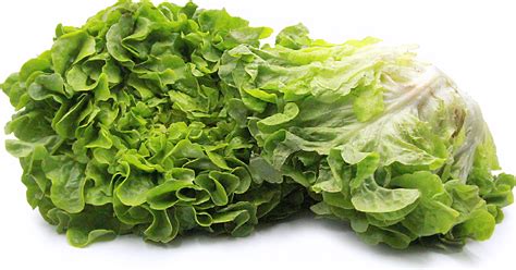 Green Oak Leaf Lettuce Information And Facts