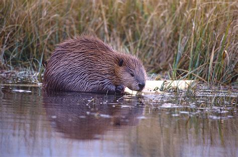 The Beavers Impact Water Quality And Wildlife Habitats Modern