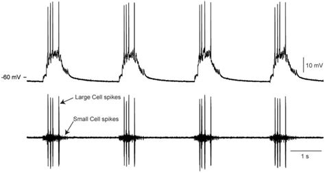 Top Intracellular Recording From The Axon Of A Lc Bottom