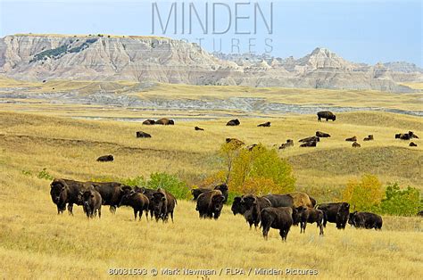 American Bison stock photo - Minden Pictures