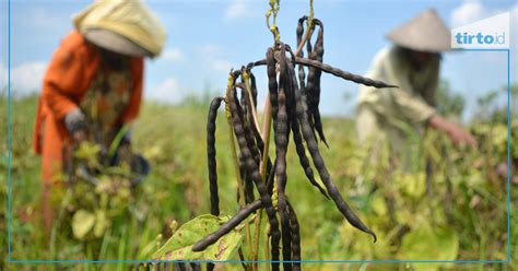 Manfaat Kacang Hijau Bagi Tubuh Bisa Cegah Demam Tinggi