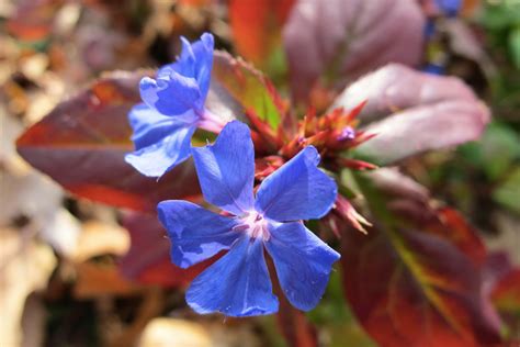 Ceratostigma plumbaginoides – Ballyrobert Gardens