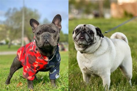 Pug Vs French Bulldog - What's The Difference? - Goidge.com