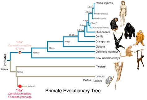 Phylogenetic Tree Of Hominids