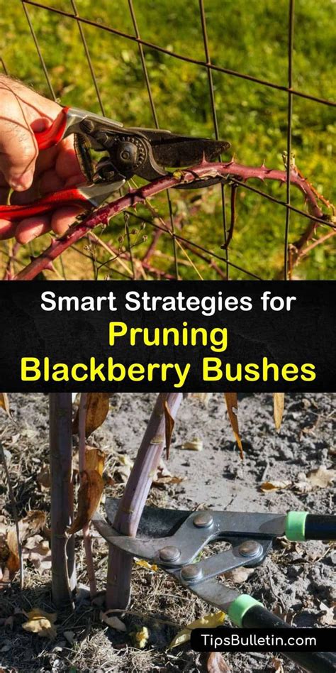 Expert Tips For Pruning Blackberry Bushes