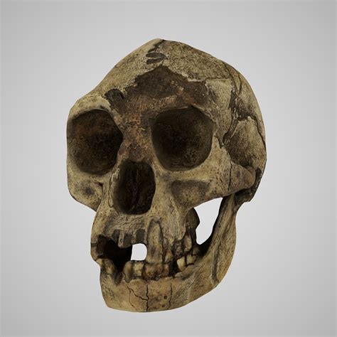 Homo Floresiensis skull 3D model 3D printable | CGTrader