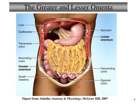 Ppt Chapter 23 Digestive System Lectures 9 And 10 Powerpoint