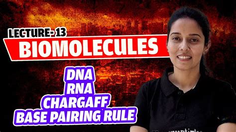 13 DNA RNA Chargaff Base Pairing Rule Double Helix Model Nucleic Acids