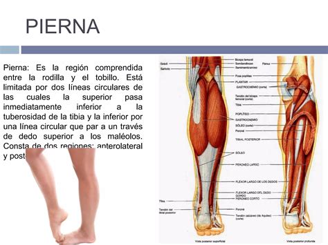 Anatomia Topografica Ppt Descarga Gratuita