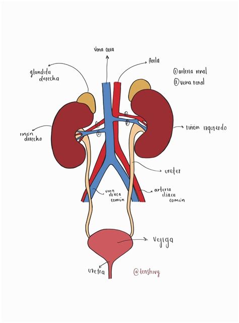 Sistema renal tenshivy Libros de anatomia Fisiología Anatomia y