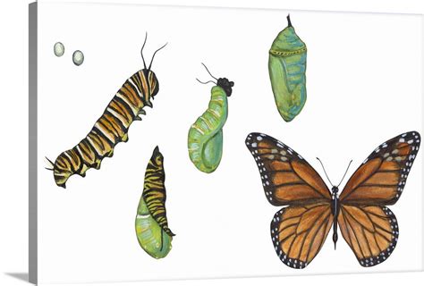 Monarch Butterfly Metamorphosis (Danaus Plexippus) Wall Art, Canvas ...