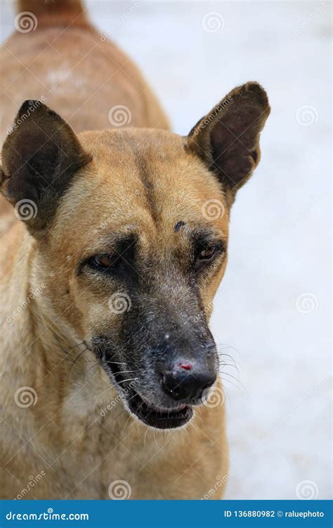 The Face Of The Dog That Is Staring Stock Photo Image Of Expression