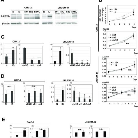 Role Of P Rex2a In Endometrial Carcinoma Cell Lines A Immunoblotting